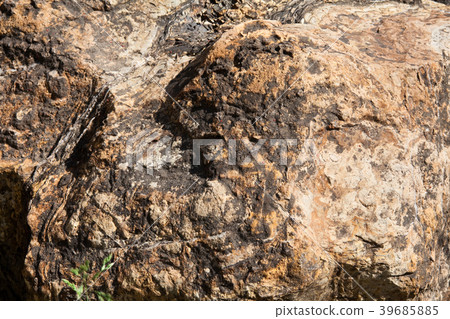 Stromatolite fossils in Gyeongsan, Korea  39685885