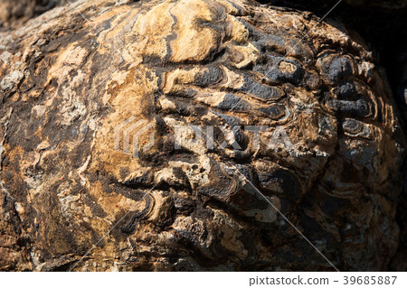 Stromatolite fossils in Gyeongsan, Korea  39685887