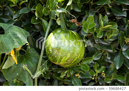 Korean green pumpkin 39686427