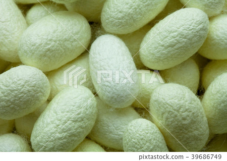 Silk Cocoon of Manipulation of genes at green  39686749
