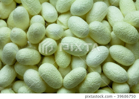 Silk Cocoon of Manipulation of genes at green  39686750