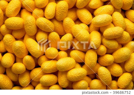 Silk Cocoon of Manipulation of genes at yellow 39686752