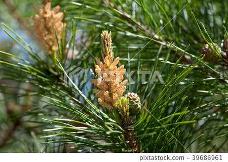 Pine flower Male Pine flower Male 39686961