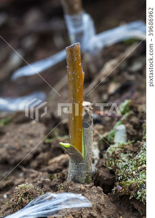 Healing cleft graft on a cherry tree Healing cleft graft on a cherry tree 39686962
