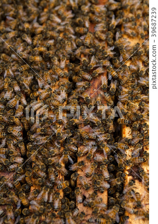 Working bees on the honeycomb with sweet honey  39687239