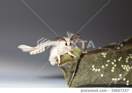Silk worm moth on studio shot 39687247
