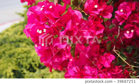 Bougainvillea full bloom copy space dark pink 39687251
