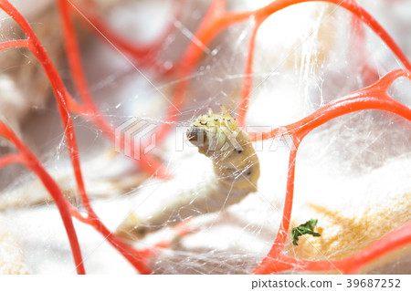 Silk worm breeding 39687252