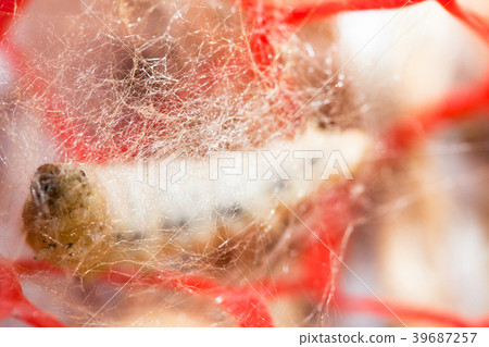 Silk worm breeding 39687257