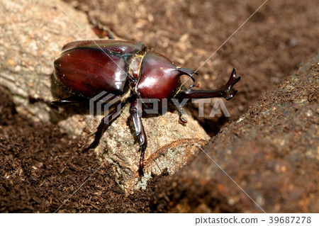 Rhinoceros beetle Male female Rhinoceros beetle Male female 39687278
