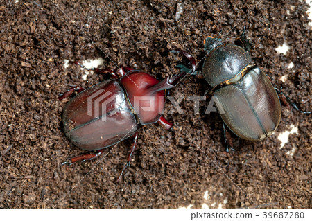 Rhinoceros beetle Male female  39687280