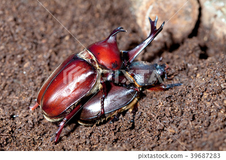 Mating Rhinoceros beetles Mating Rhinoceros beetles 39687283