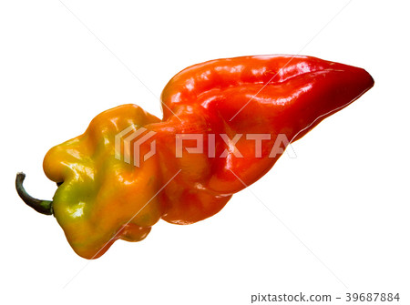 Ripe multi-colored pepper. Ripe multi-colored pepper. 39687884