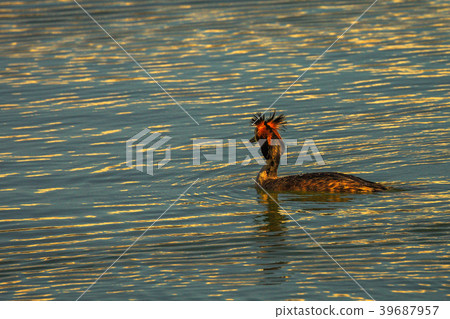 Great Crested Grebe swimming alone Great Crested Grebe swimming alone 39687957
