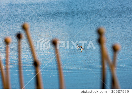 Two birds, Great Crested Grebe swimming together Two birds, Great Crested Grebe swimming together 39687959