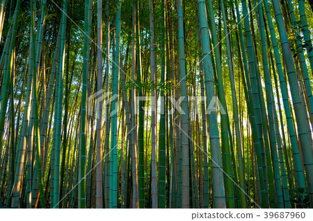 Morning bamboo grove Morning bamboo grove 39687960