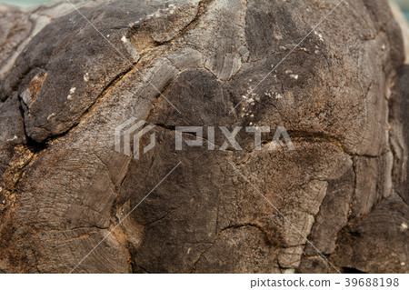 Surface of stone Lime Stromatolite  39688198