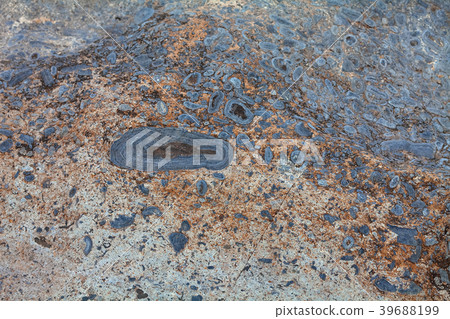 Surface of stone Lime Stromatolite 39688199