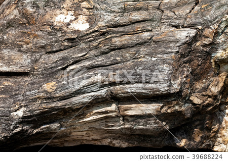 Surface of stone Silicified wood 39688224