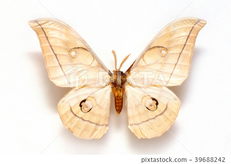 Butterfly specimen korea,Antheraea yamamai,Empero Butterfly specimen korea,Antheraea yamamai,Empero 39688242