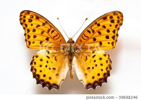 Butterfly specimen korea,Argyreus hyperbius,Black 39688246