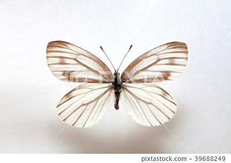 Butterfly keunhuinjul,Female 39688249