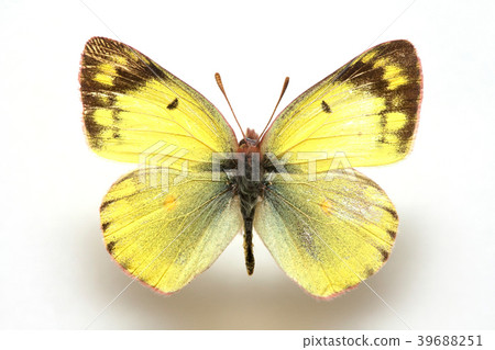 Colias erate,Sulfur 39688251
