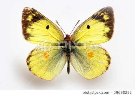 Colias erate,Sulfur 39688252