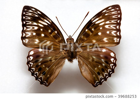 Butterfly specimen  39688253