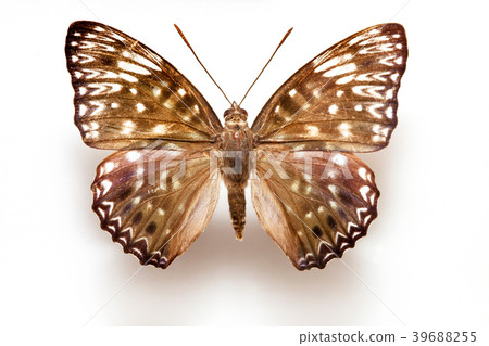 Butterfly specimen  39688255
