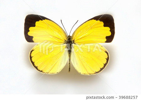 Common grass yellow  39688257