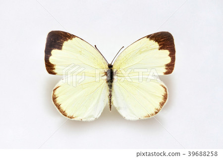 Common grass yellow  39688258