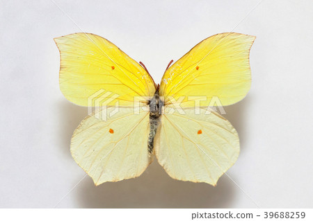 Gonepteryx mahaguru 39688259