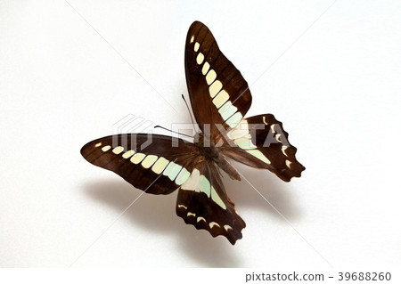 Graphium sarpedon,green-banded swallowtail  39688260