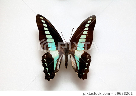 Graphium sarpedon,green-banded swallowtail Graphium sarpedon,green-banded swallowtail 39688261