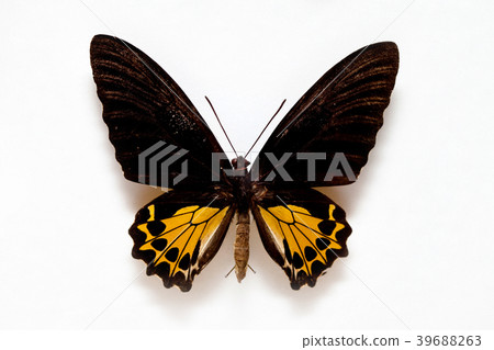Butterfly specimen korea Butterfly specimen korea 39688263