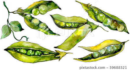 Pea sed wild vegetables in a watercolor style 39688321