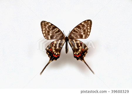 Butterfly specimen korea, 39688329