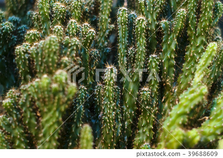 vegetative background - cactus thickets vegetative background - cactus thickets 39688609