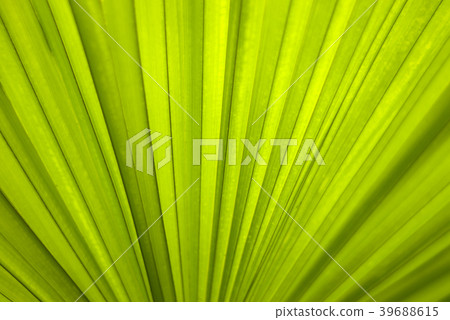 wide leaf surface of a tropical plant wide leaf surface of a tropical plant 39688615