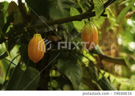 almost ripe cocoa tree fruit on a branch almost ripe cocoa tree fruit on a branch 39688616
