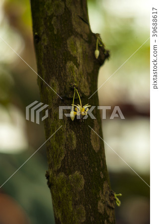cacao tree flowers growing right on the trunk cacao tree flowers growing right on the trunk 39688617