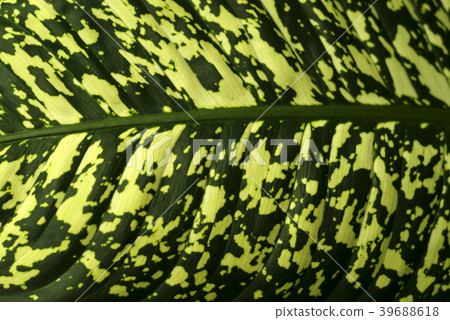 wide spotted leaf surface of a tropical plant wide spotted leaf surface of a tropical plant 39688618