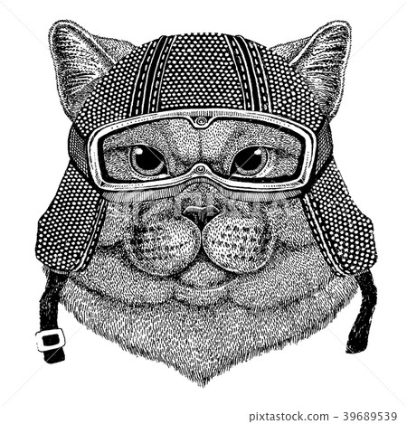 British cute cat with motorcycle helmet. Vintage British cute cat with motorcycle helmet. Vintage 39689539