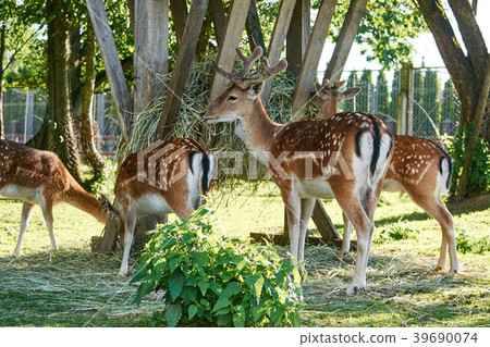 potted deer eating grass on 39690074