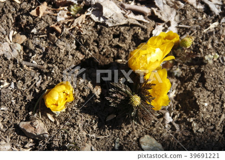 Bud of the Buddhan Mountain peak barkfish 39691221