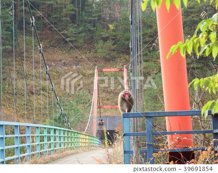 Wild monkey Wild monkey 39691854