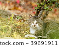 Old cat 39691911