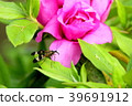 Flowers and insects 39691912