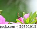 Horse mackerel and flowers 39691913